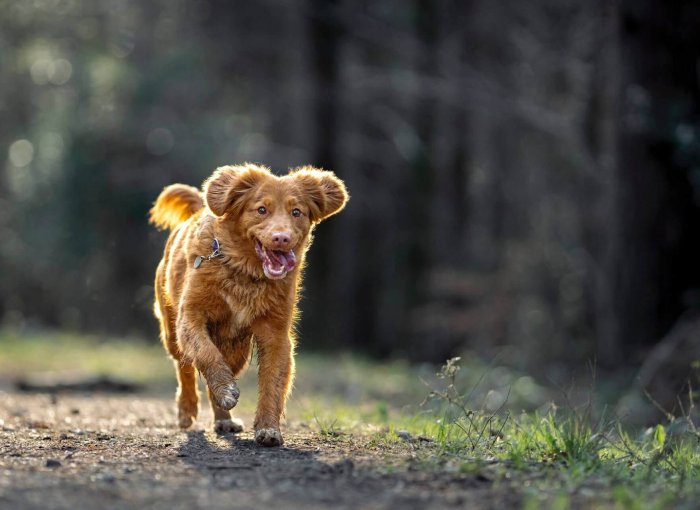 Brun hund som springer utan koppel i skog