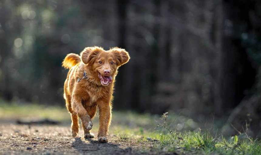 brown dog running off leash in forest