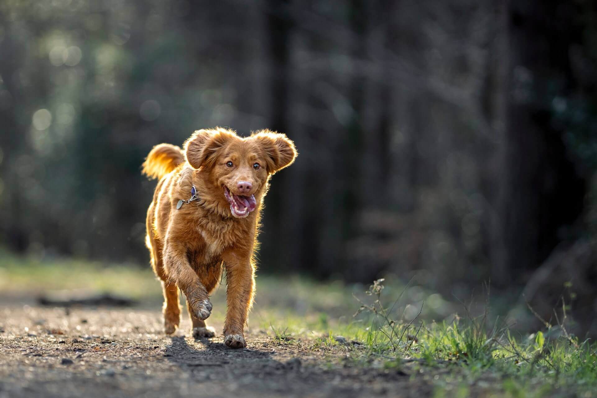 Leashless hotsell dog training