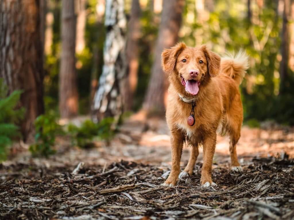 brown dog standing in forest
