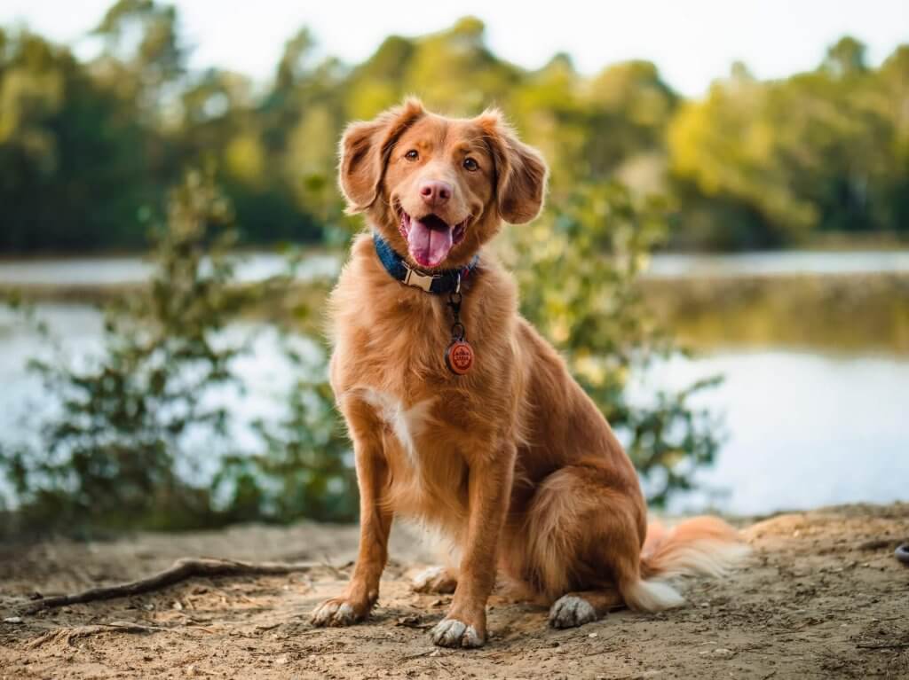brown dog sitting outside by lake 