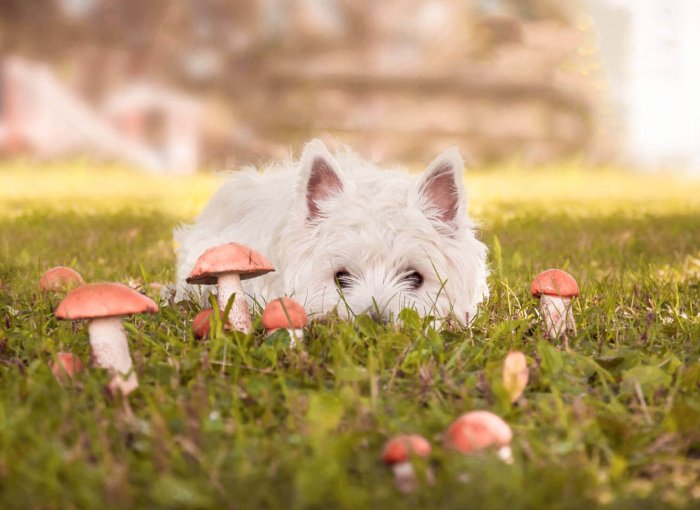 petit chien blanc couché dans un jardin au milieu de champignons toxiques