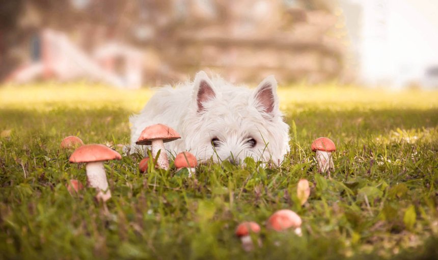 petit chien blanc couché dans un jardin au milieu de champignons toxiques