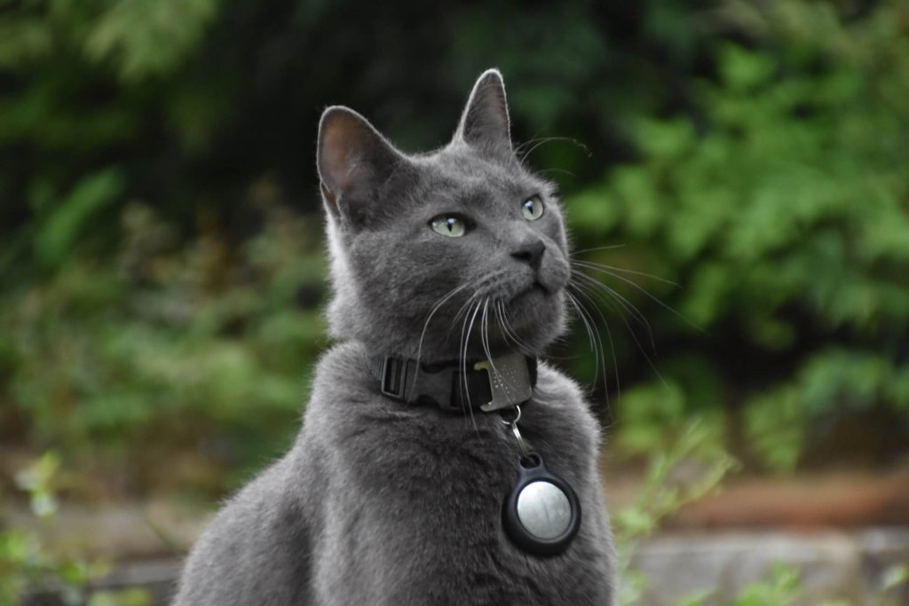 Primer plano de un gato Azul Ruso 