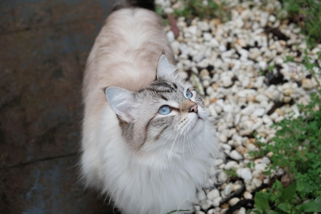 primo piano di un gatto siberiano chiaro con occhi azzurri