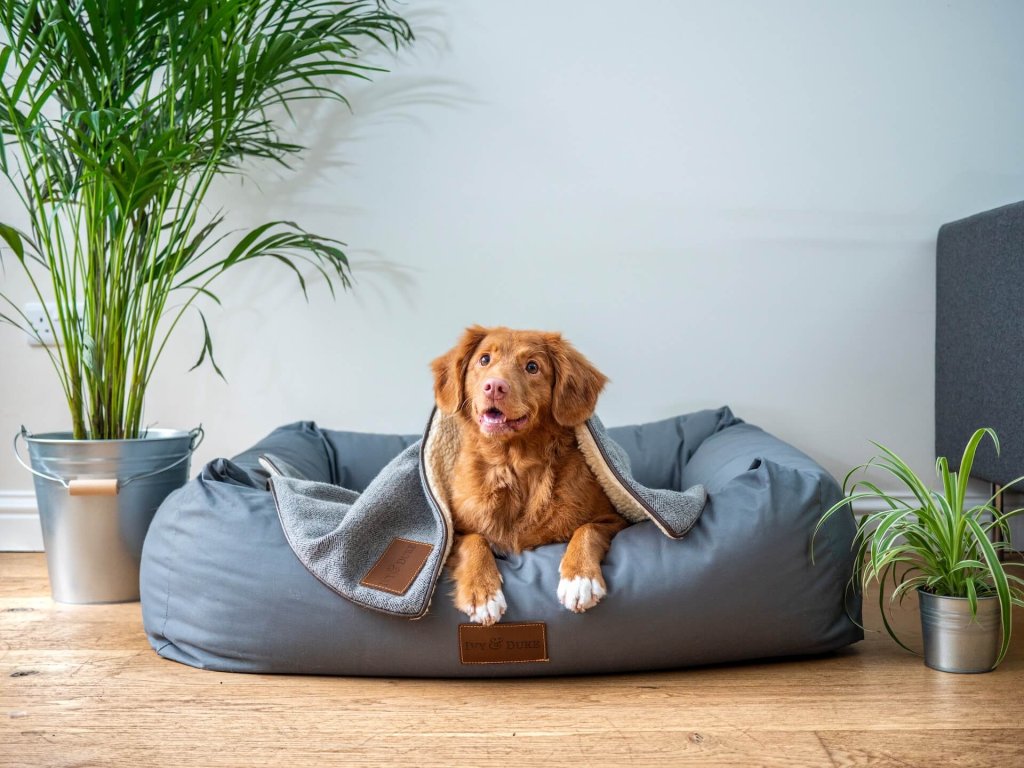 perro marrón encima de una cama azul para perros