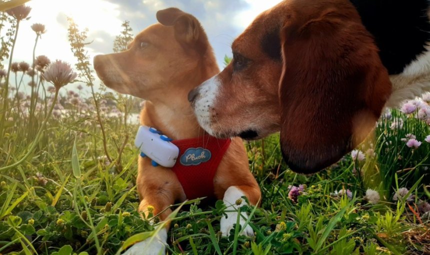 Dogs wearing Tractive GPS trackers exploring the outdoors
