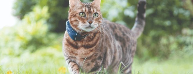 Bengalkatze in einer Wiese mit Tractive GPS Tracker am Halsband