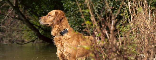 Un chien portant un traceur GPS & Santé Tractive