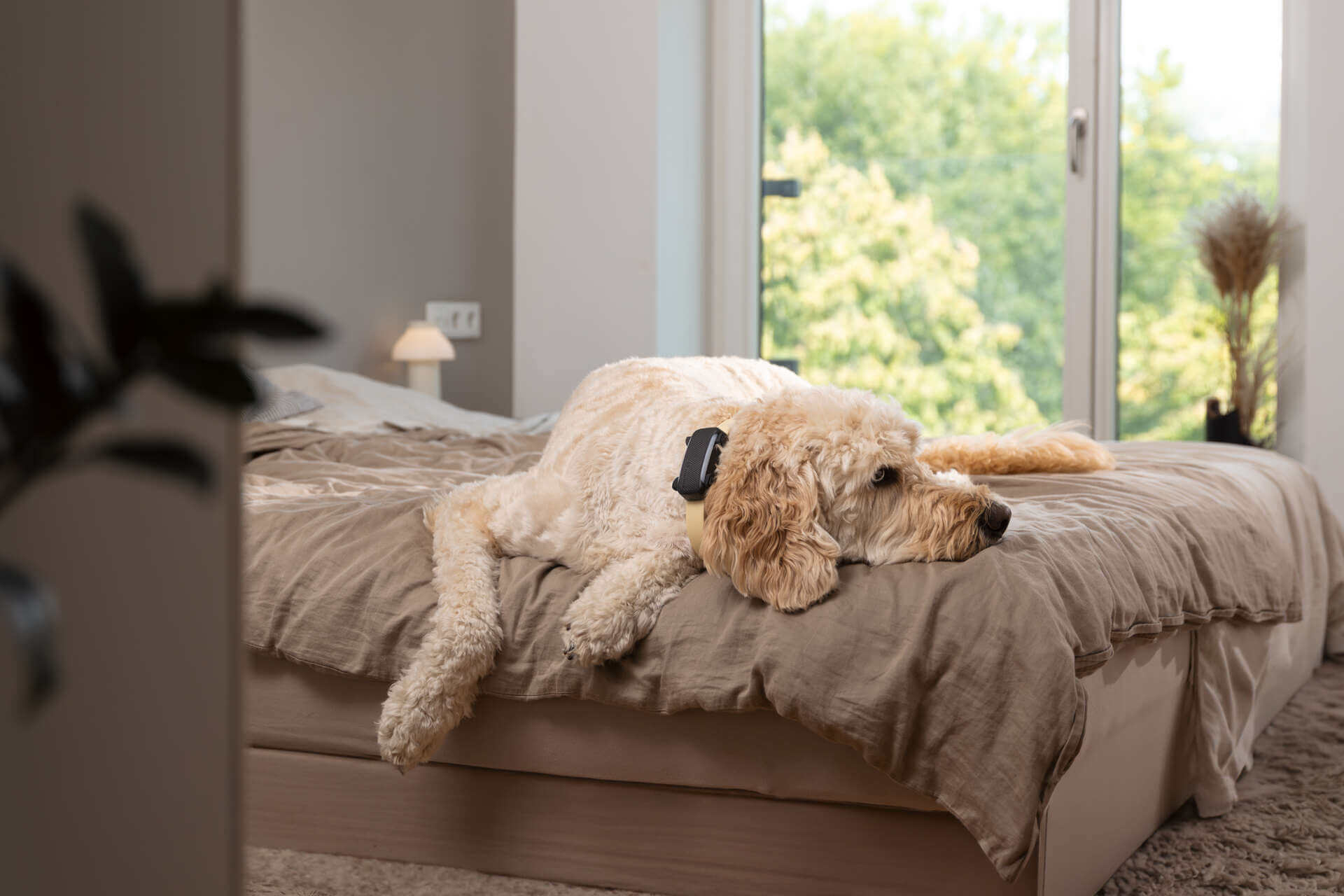 Dónde debe dormir mi perro por la noche? - Tractive, image size:1920x1280