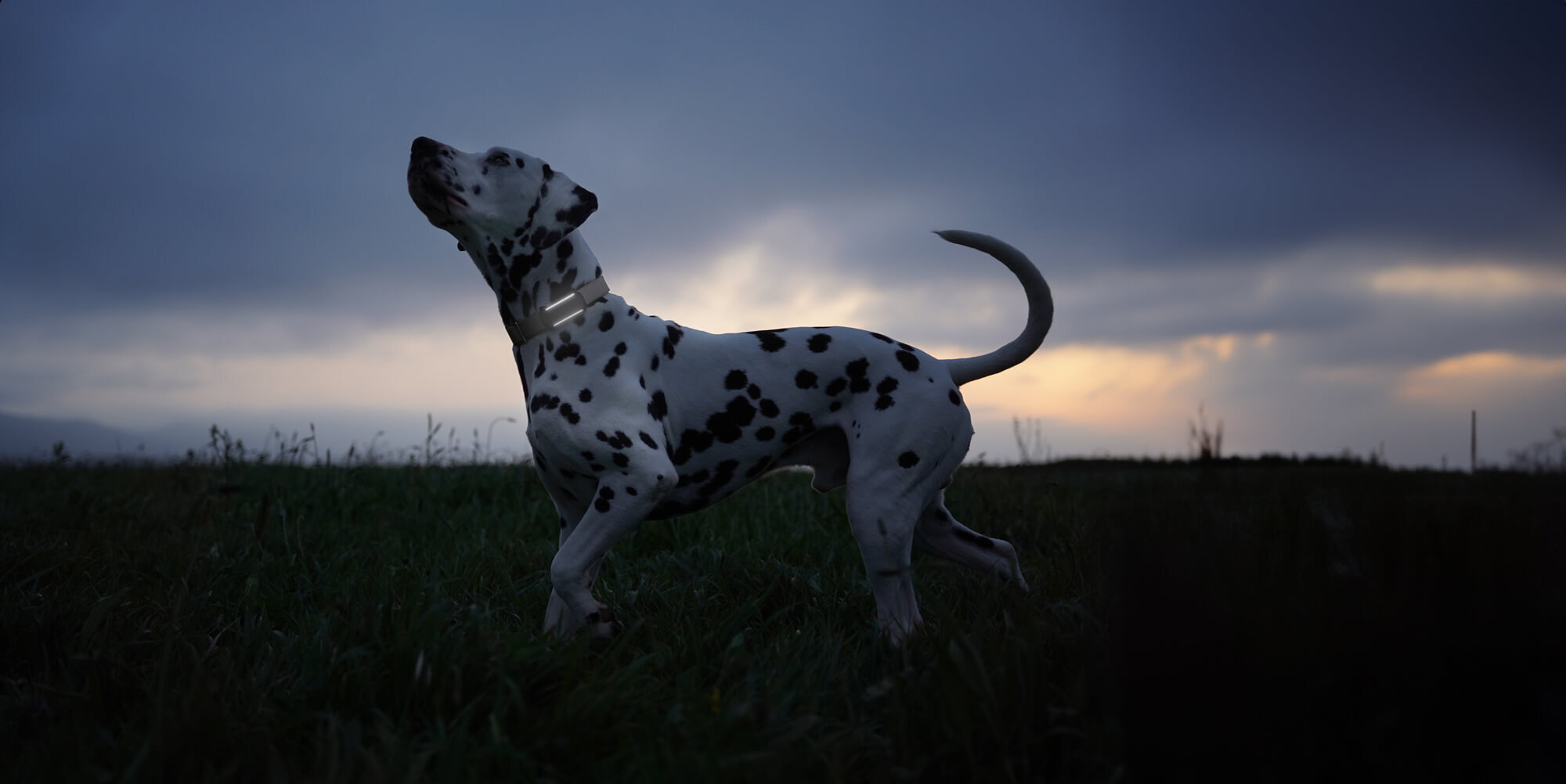 Dalmatiner trägt Tractive Dog 6 draußen im Dunkeln