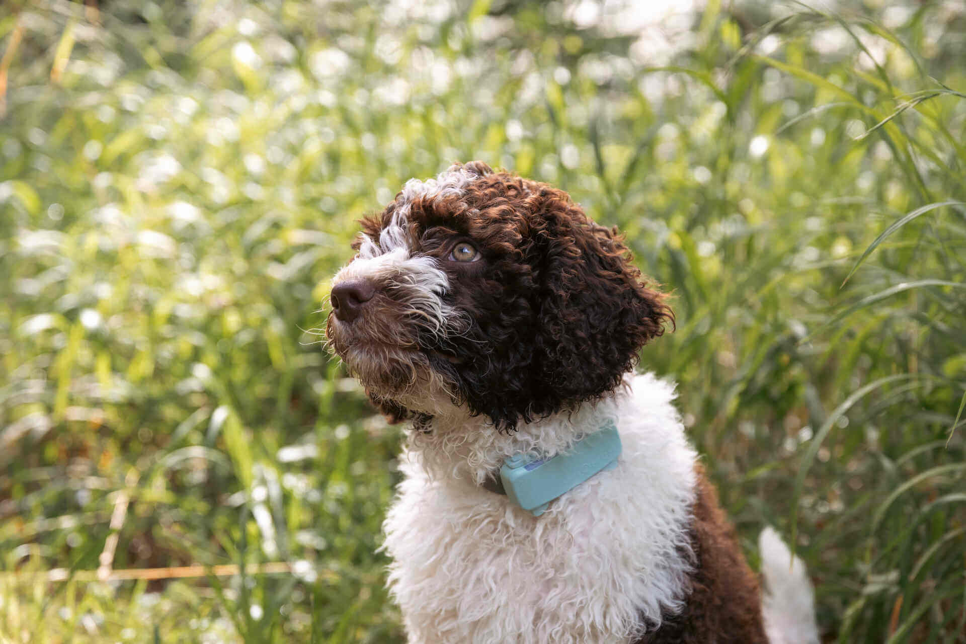 A brown and white puppy wearing a mint Tractive GPS