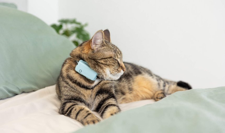 En katt som bär en Tractive GPS-spårare