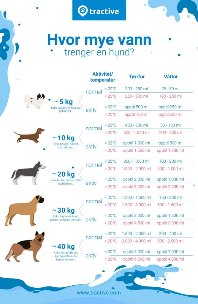 Infografikk over vannmengder for hunder