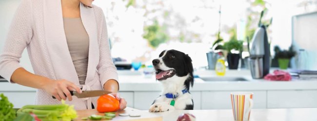 Frau schneidet in der Küche Gemüse, Hund sieht zu ihr rauf