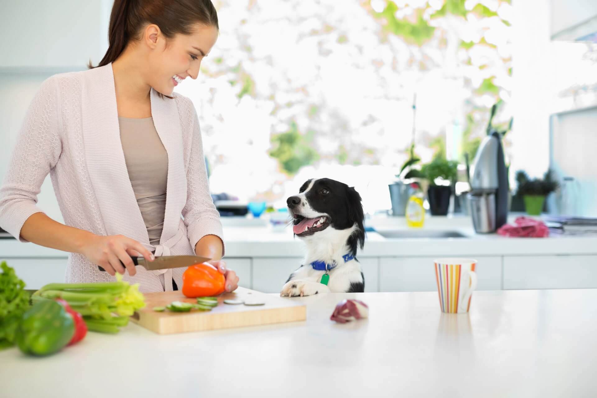 Dogs and shop raw celery