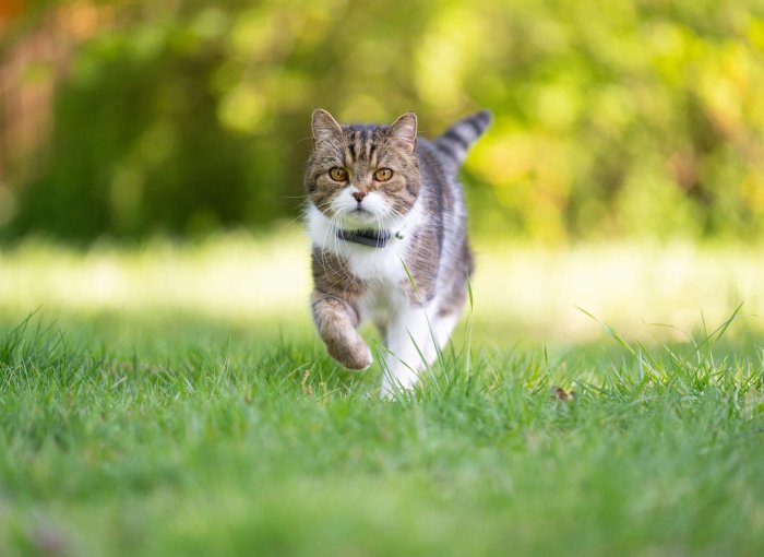 Katze trägt Cat Mini und läuft durch das Gras