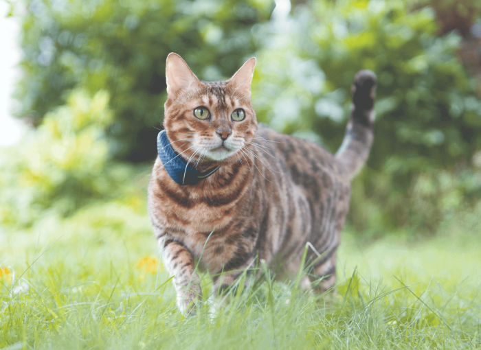 chat tigré debout dans un jardin avec un GPS Tractive pour chat au collier