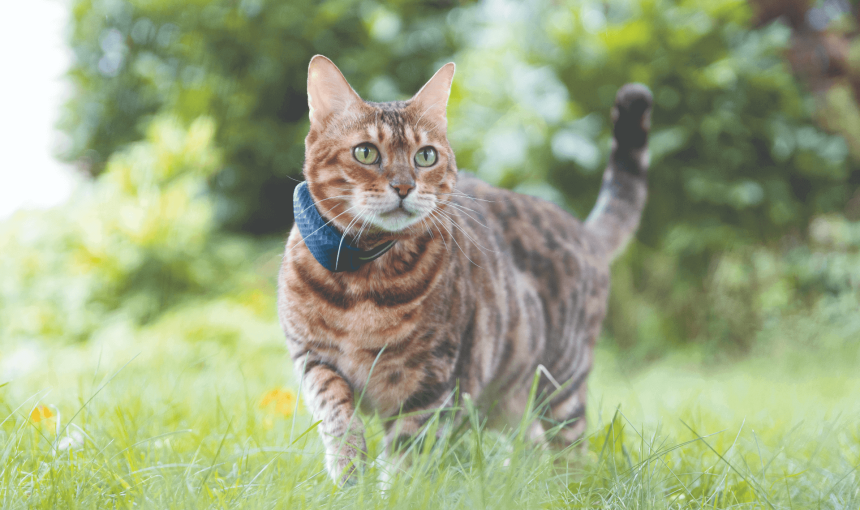 chat tigré debout dans un jardin avec un GPS Tractive pour chat au collier