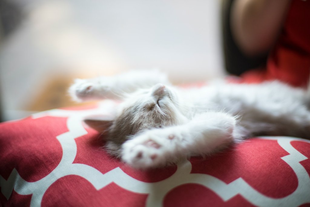 chat gris qui dort sur le dos sur un coussin rouge