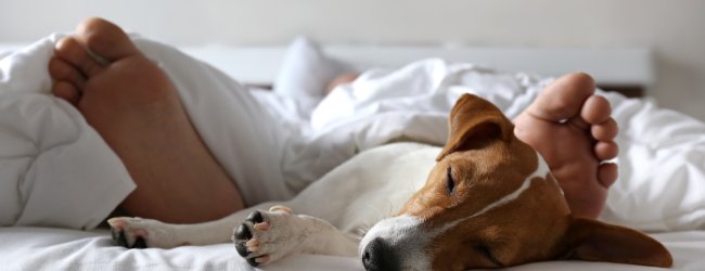 Hund schläft im Bett mit Besitzer