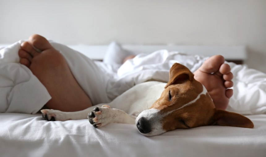 Hund schläft im Bett mit Besitzer