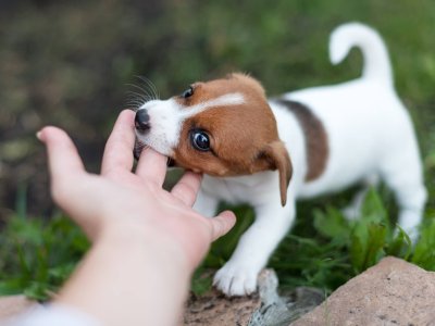 terrier puppy biting a hand