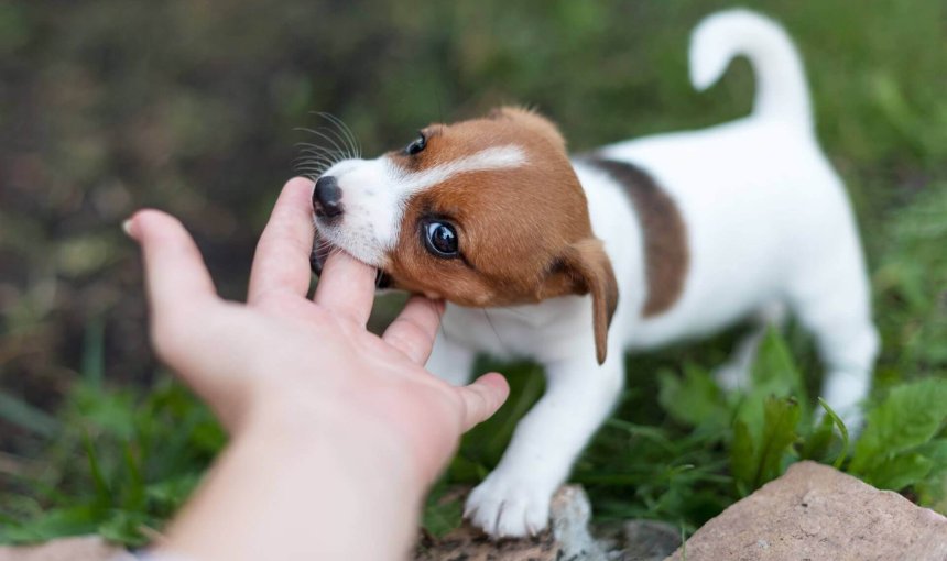 terrier puppy biting a hand