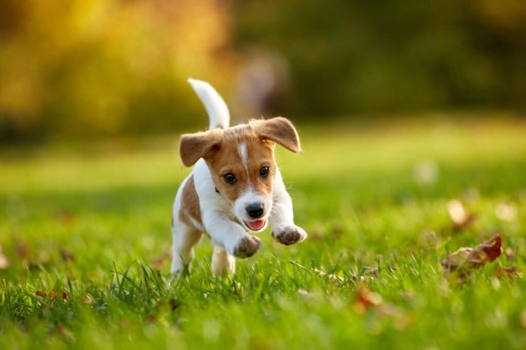 terrier puppy running through grass