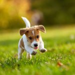 terrier puppy running through grass