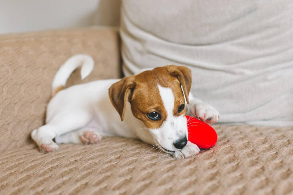 terrier puppy chewing red toy
