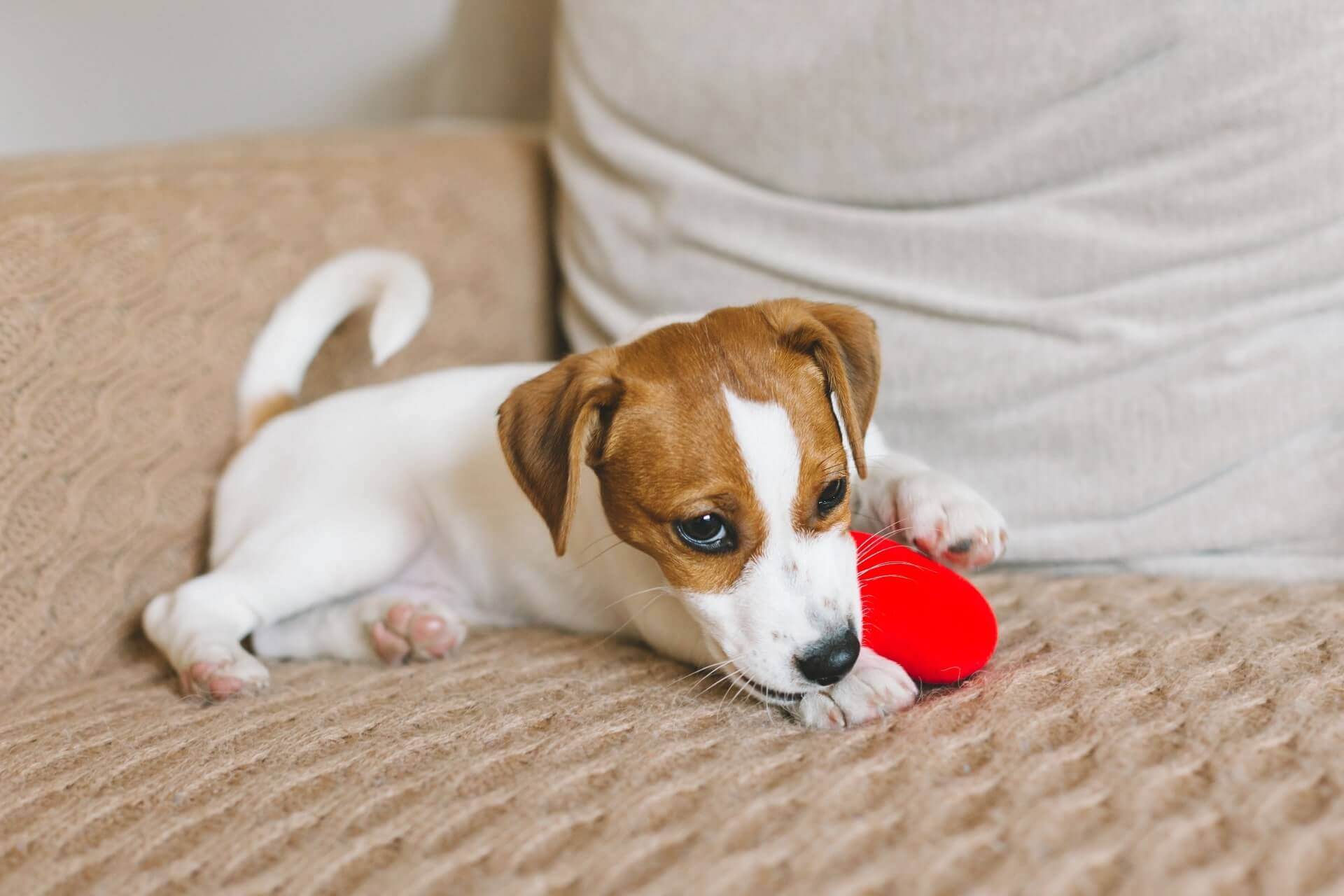 How to Stop A Puppy From Biting: Training Tips - Tractive