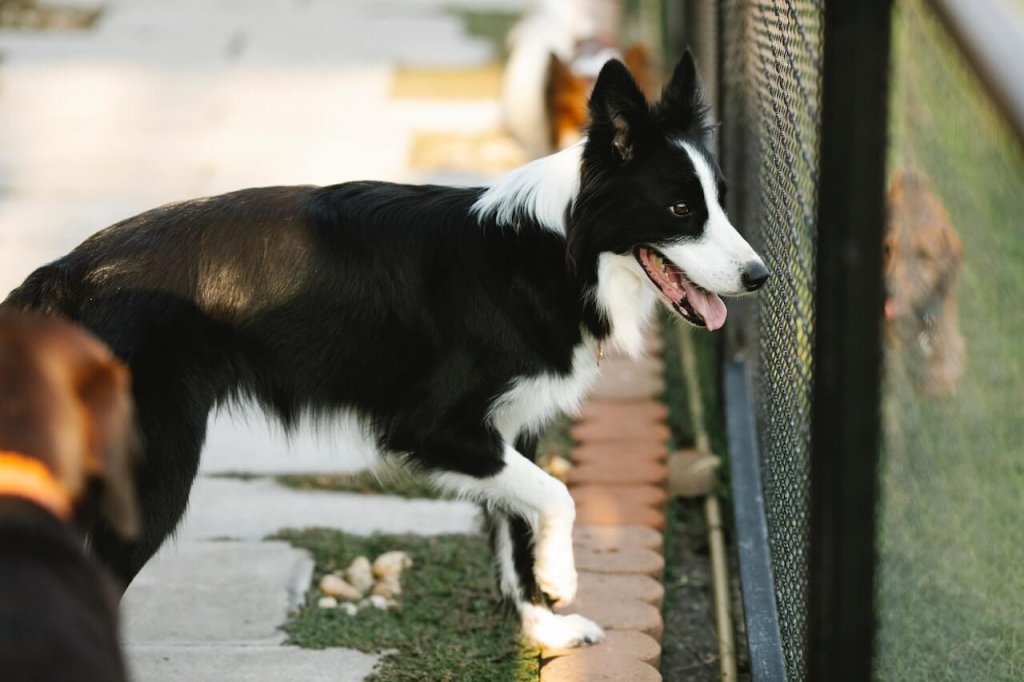Zwart-witte hond die door omheining kijkt