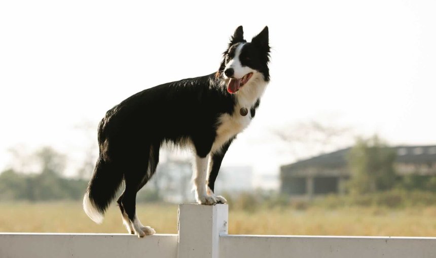 Hund steht auf weißem Zaun aus Holz