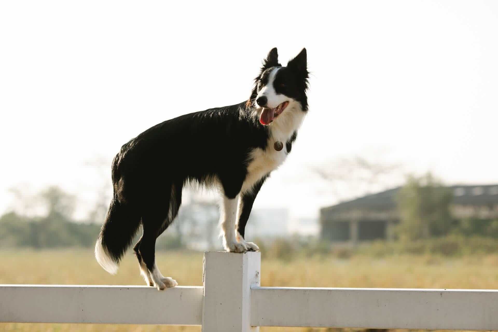 Hund steht auf weißem Zaun aus Holz
