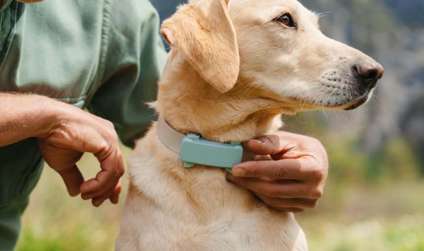 Een hond die een Tractive GPS & Gezondheidstracker draagt
