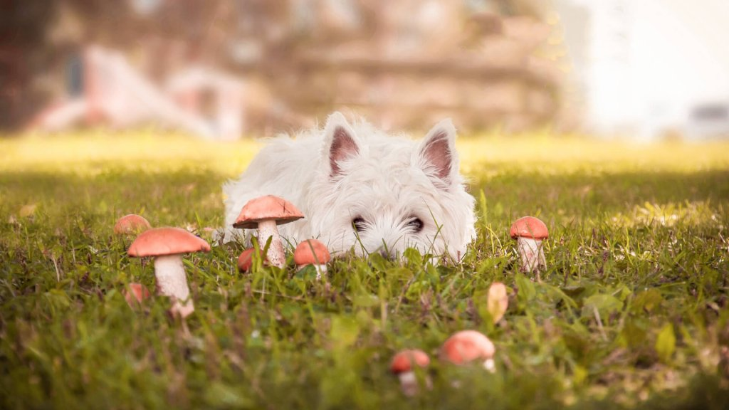 Weißer kleiner Hund versteckt sich im Gras einer Wiese mit Pilzen