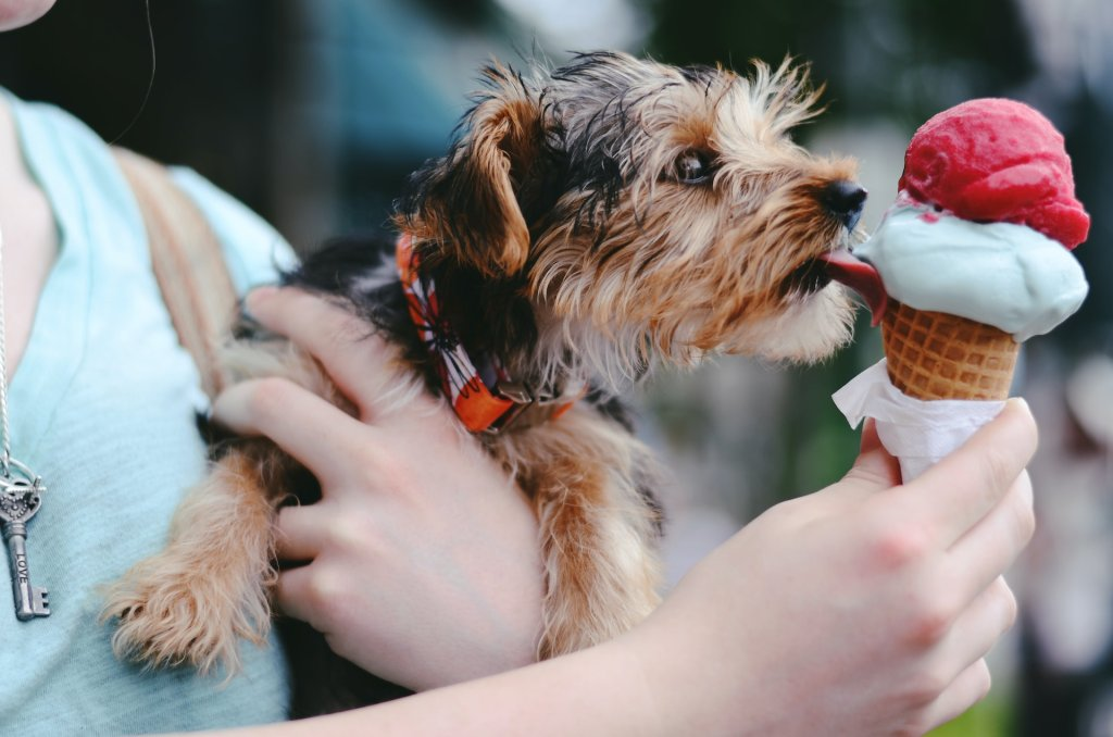 Kleiner Hund am Arm seines Frauchens leckt am Eis seiner Besitzerin