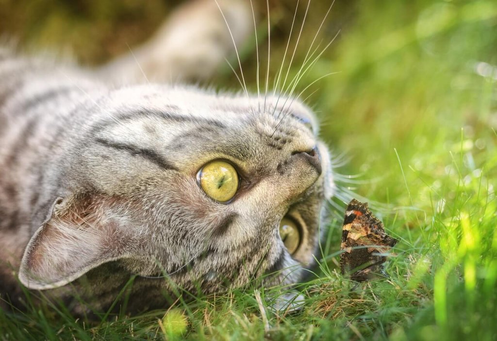 grijze buitenkat die op zijn rug op gras ligt en naar een vlinder kijkt