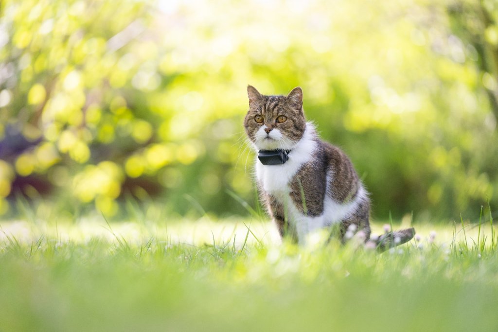 un gatto siede in un prato indossando un localizzatore GPS