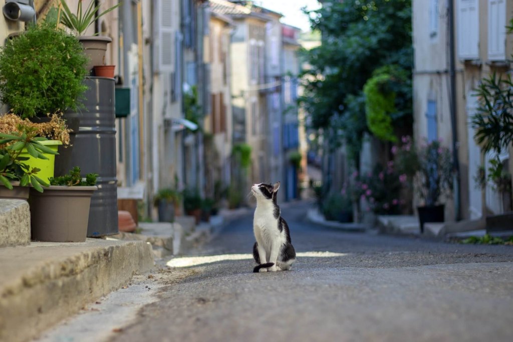 hvid og sort kat sidder på en lille gade i byen 