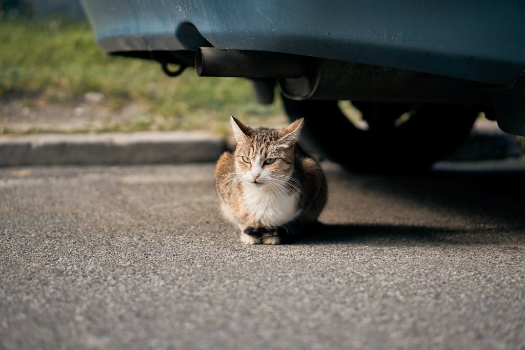 kat sidder under en bil på en vej 
