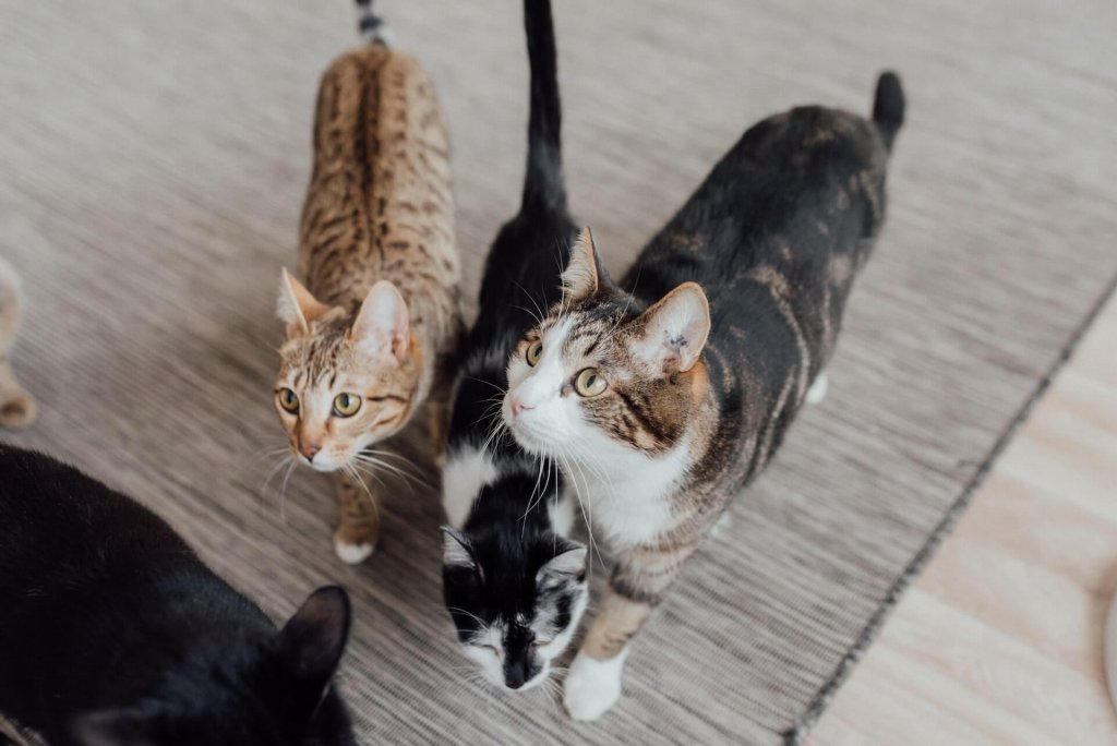 three cats standing on a carpet