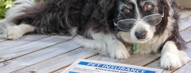A senior dog sitting next to a pet insurance claim form