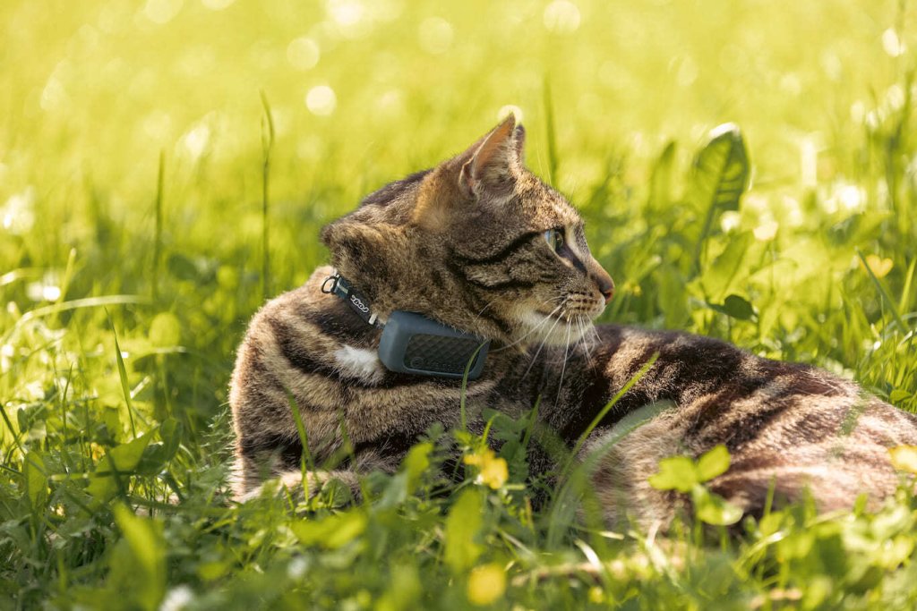 Cat resting in the grass, wearing GPS tracker 