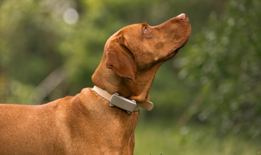 En hund som bär en Tractive GPS & Health-tracker