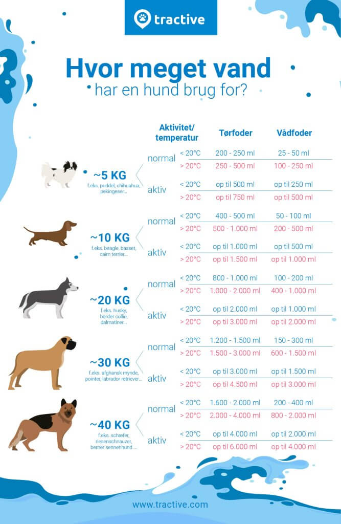 grafisk overblik over, hvor meget vand en hund har brug for alt efter størrelse, aktivitetsniveau og fodertype