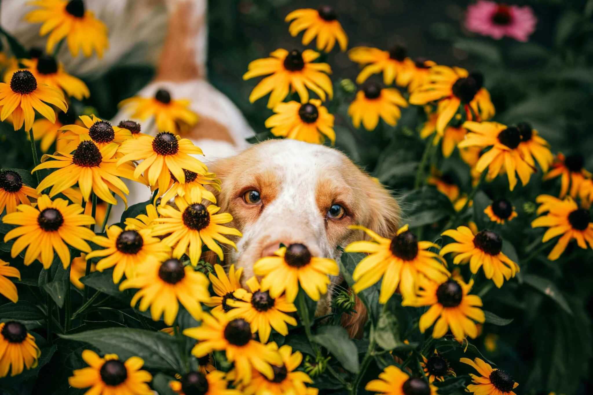 Hund in einem Blumenfeld
