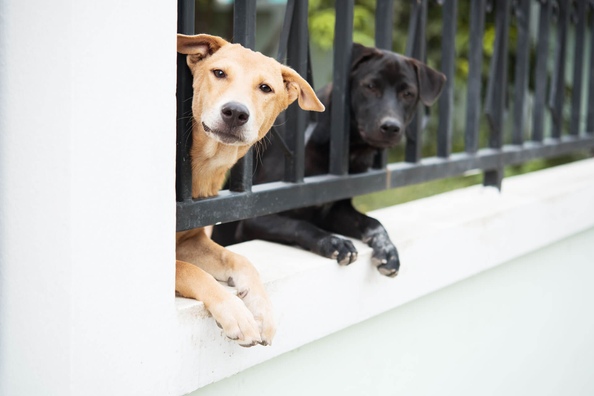 Hellbrauner und schwarzer Hund schauen nebeneinander aus dem Gartenzaun hervor