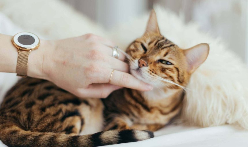 chat Bengal hypoallergénique assis sur un lit se faisant caresser par une main humaine